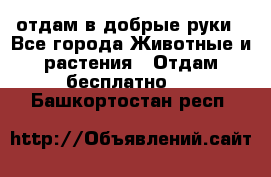 отдам в добрые руки - Все города Животные и растения » Отдам бесплатно   . Башкортостан респ.